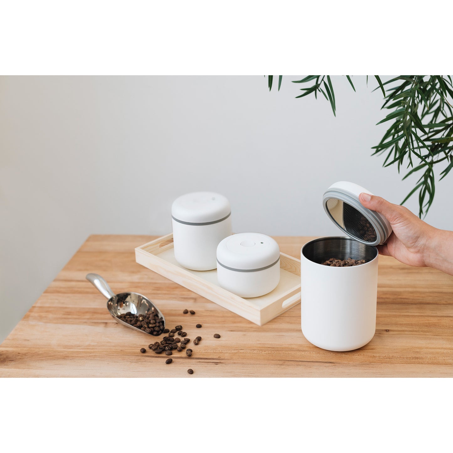 Fellow Atmos Vacuum Coffee Canister - All Sizes & Colours