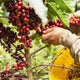 Today we look at Colombian FNC coffee beans and what makes them great!