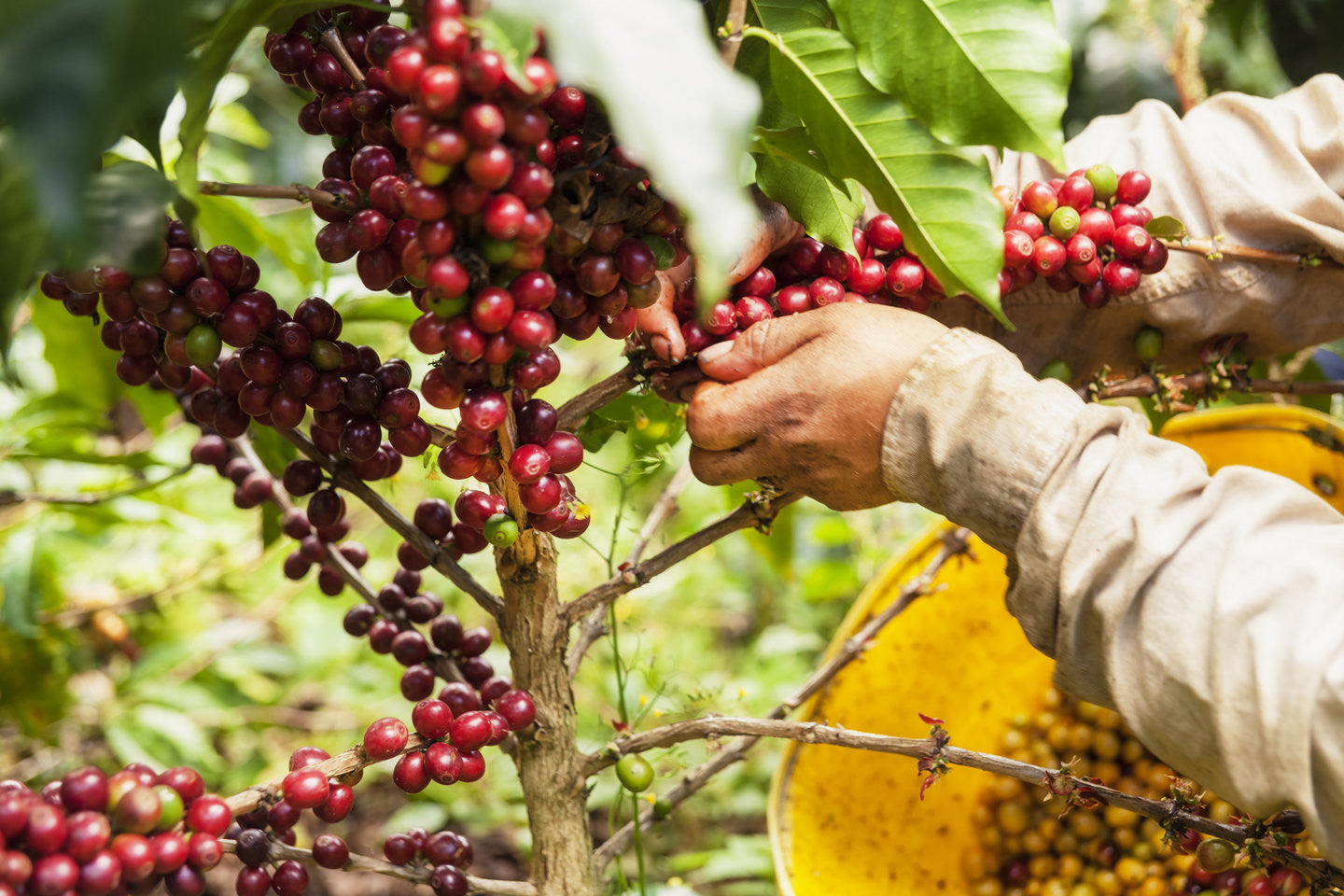 Today we look at Colombian FNC coffee beans and what makes them great!
