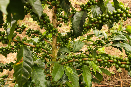 Coffee bean fairtrade plantation 