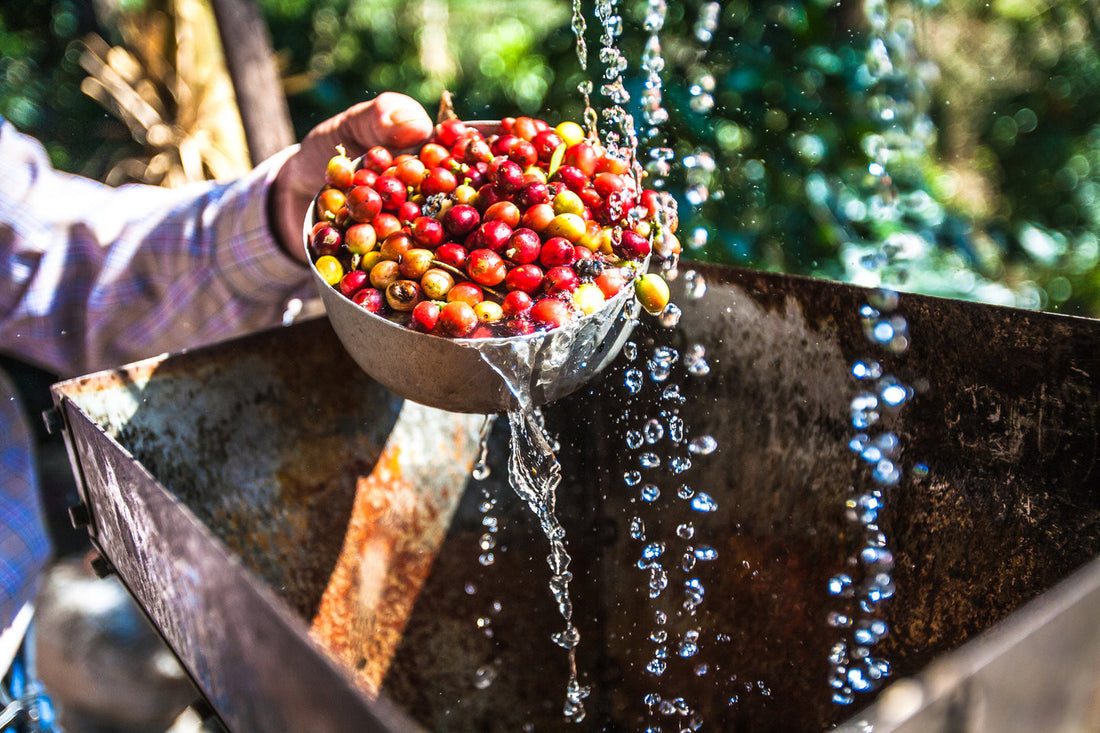 What’s the difference between washed and unwashed coffee?