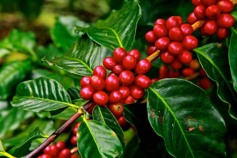 Here's why coffee beans from Honduras taste so great!